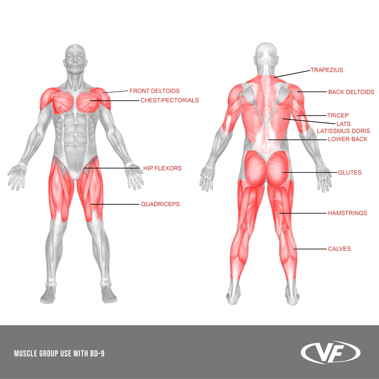 Valor FitnessSquat Stands